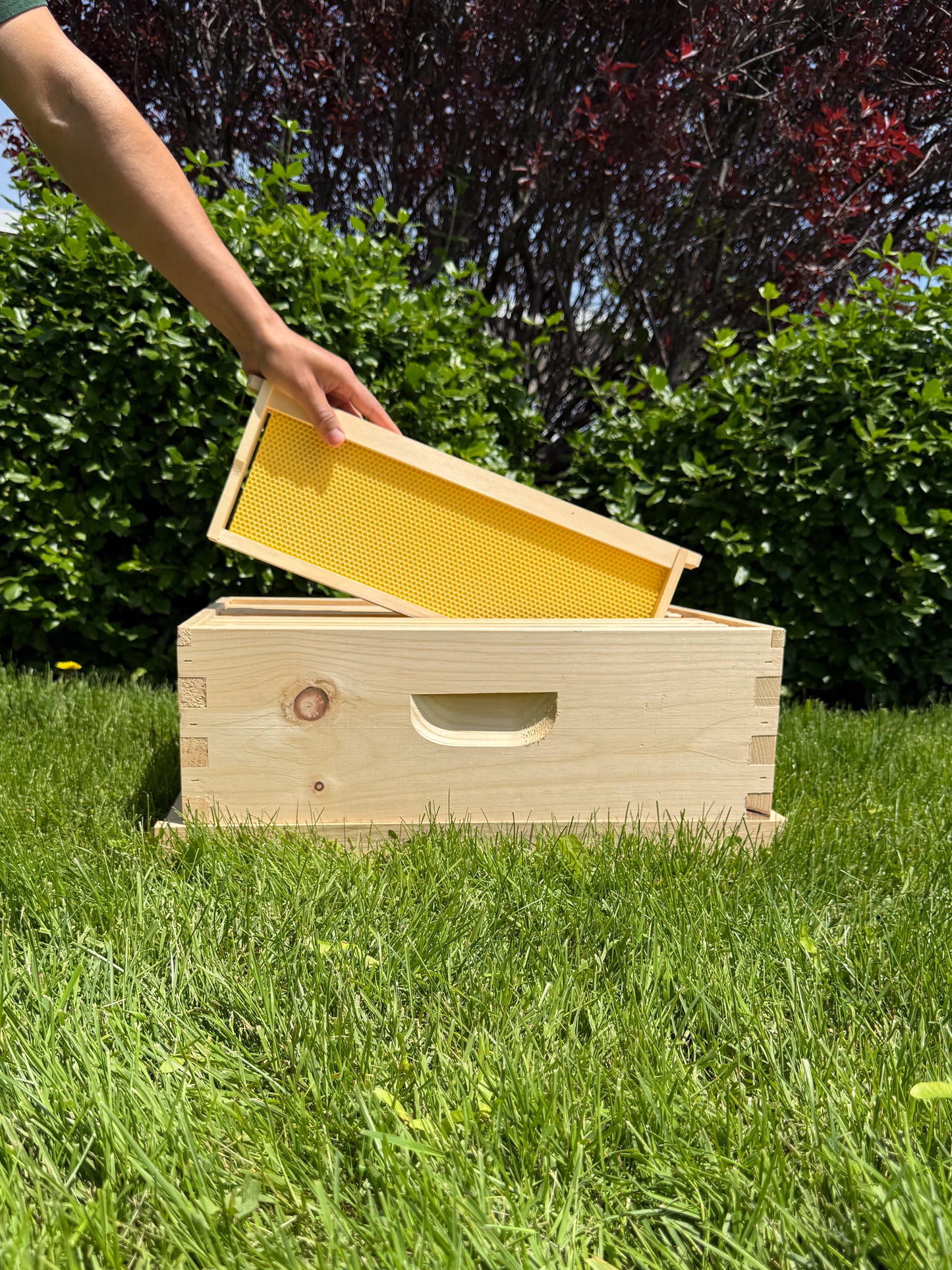 Medium frame, assembled with waxed foundation