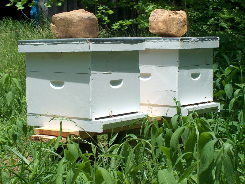Sponsor a Hive