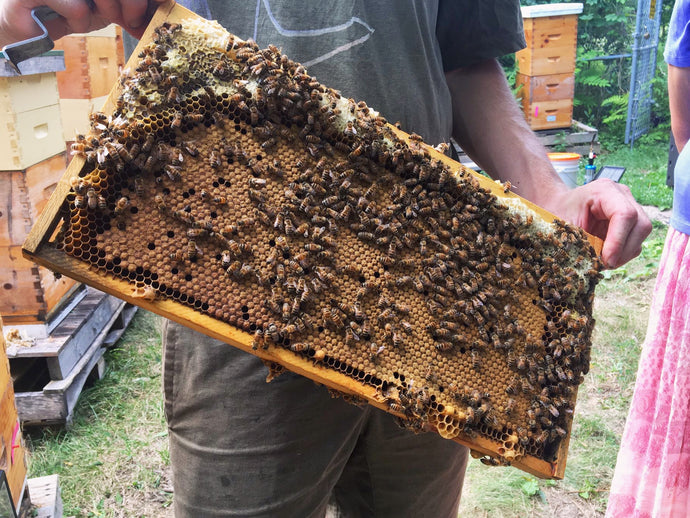 First Year Beekeeping Class - April 26th 2024 1pm - 3pm