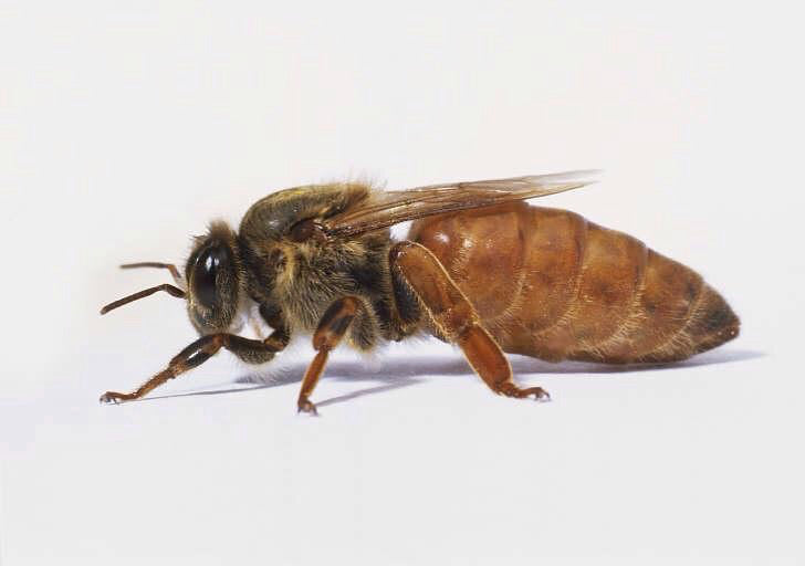 Imported Chilean Buckfast Queen Bee