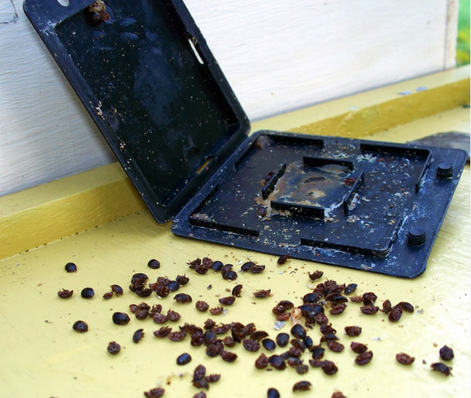 Small Hive Beetle (SHB) Trap- Reuseable (CD Style)