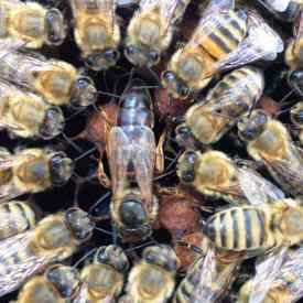 Saskatraz Hybrid Queen Bee - Imported