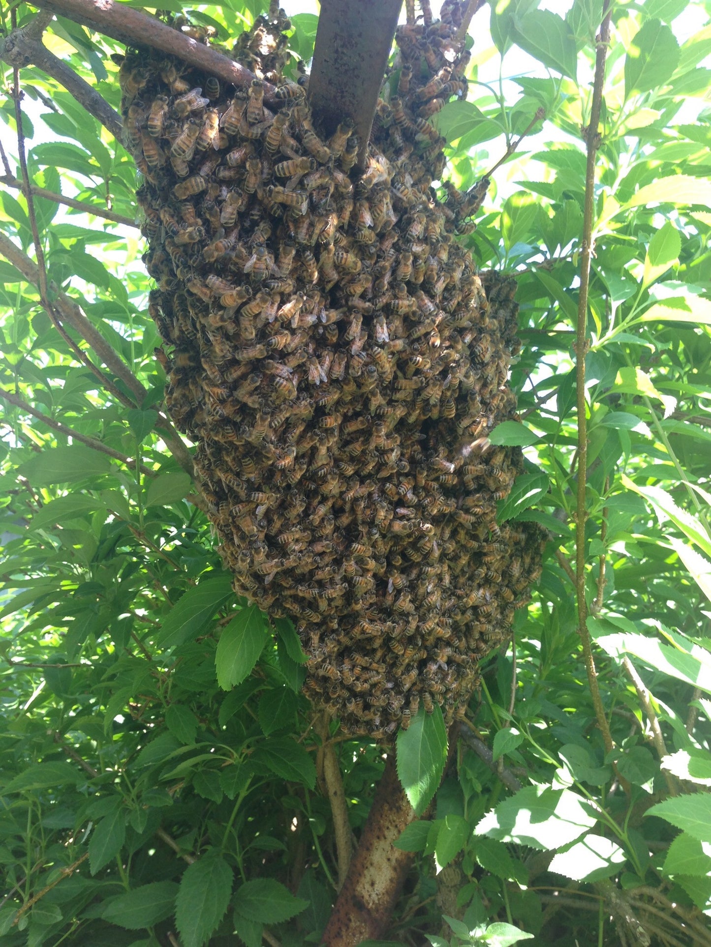Hive Management: Swarms & Making Splits Class