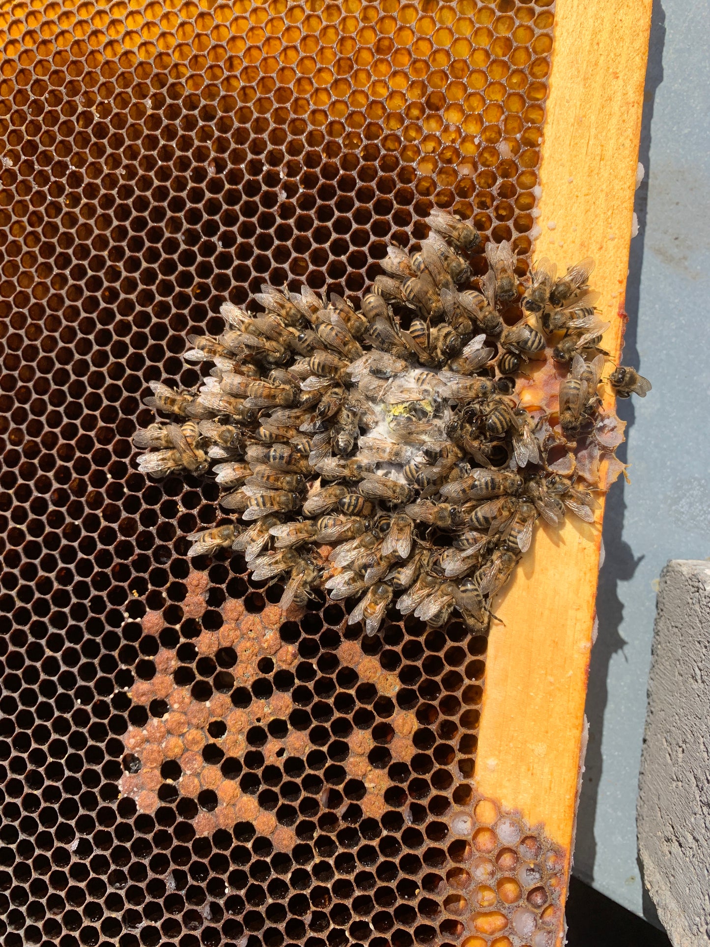 Why did my bees die? FREE ONLINE CLASS Sunday April 6, 2025