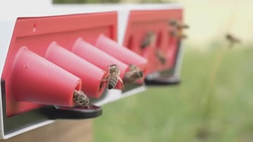 ProtectaBEE 10 Frame