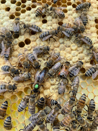First Year Beekeeping  (including the winter!) August 15 and 16, 2026