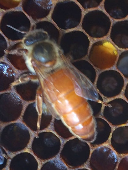 First Year Beekeeping  (including the winter!) August 15 and 16, 2026