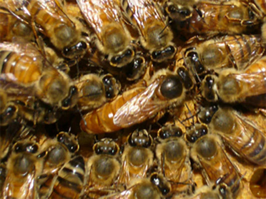 Randy Oliver "Golden West" Queen Bee 2025 Imported from California Olivarez