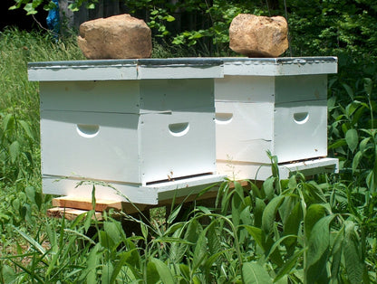 Sponsor a Hive