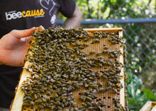 Nuc 4-Frame Organic Honeybee Nucleus Colony 2023 DEPOSIT