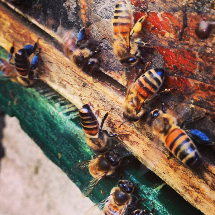 Intro to Beekeeping Class - Online via Zoom