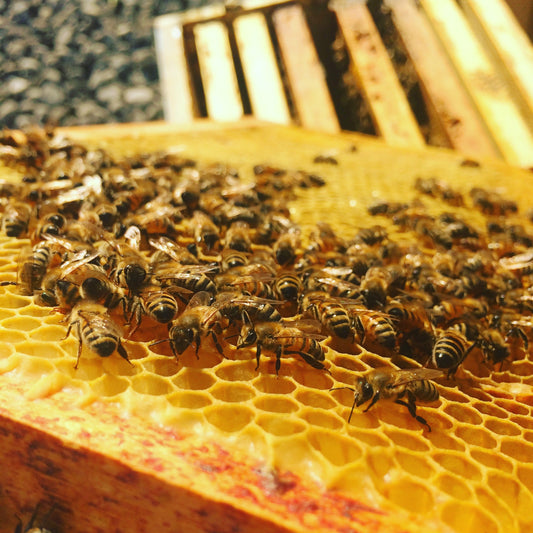 Nuc 4-Frame Organic Honeybee Nucleus Colony 2025 DEPOSIT ONLY