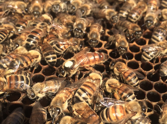 Imported Italian Queen Bee
