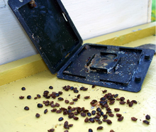 Small Hive Beetle (SHB) Trap- Reuseable