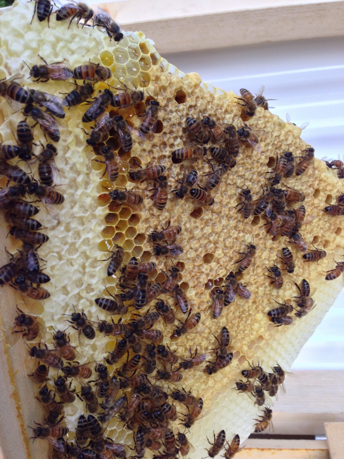 Intro to Beekeeping Class - In Person (March 2, 2025)