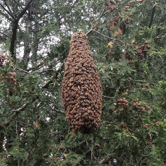 Hive Management: Swarms & Making Splits Class