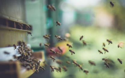 Intro to Beekeeping Class - In Person (March 2, 2025)
