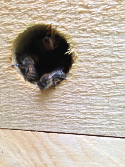 Sponsor a Hive