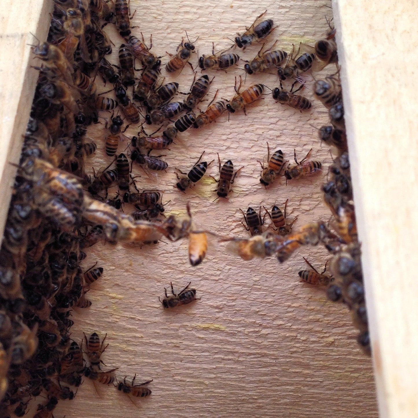 Intro to Beekeeping Class - In Person (March 2, 2025)
