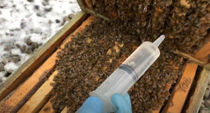 Oxalic Acid - Organic Varroa Treatment