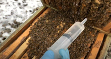 Oxalic Acid - Organic Varroa Treatment