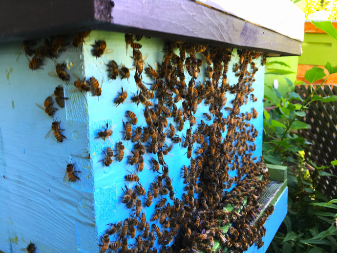 Complete Colony - Single Brood Chamber Hive